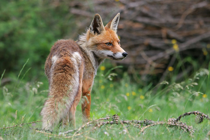 il Gran Paradiso e i suoi animali